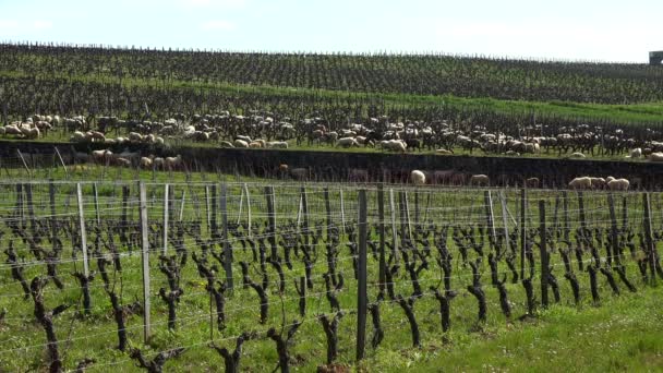 Domestic sheeps grazing in the Bordeaux vineyards, Sauternes, France — Stock Video