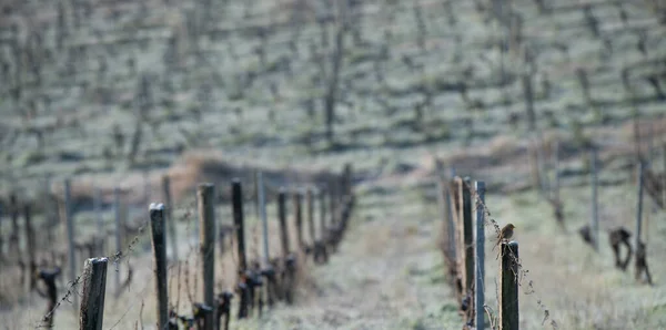 Vinhedo paisagem Bordeaux no inverno sob a geada e nevoeiro — Fotografia de Stock