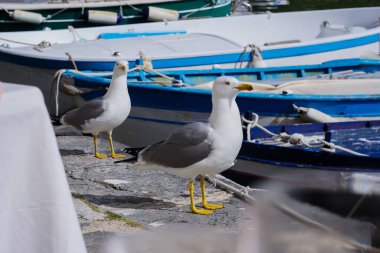 Martı Procida güneşli yaz gününde, Procida Adası, İtalya