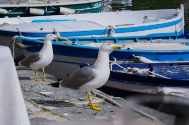 Martı Procida güneşli yaz gününde, Procida Adası, İtalya