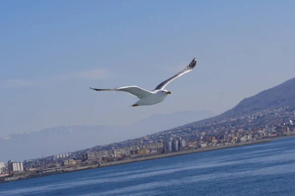 Seagull Procida σε ηλιόλουστη καλοκαιρινή μέρα, Νήσος Procida, Ιταλία — Φωτογραφία Αρχείου