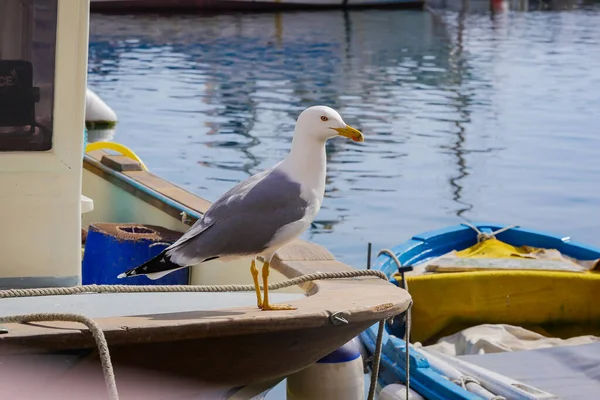 Seagull Procida σε ηλιόλουστη καλοκαιρινή μέρα, Νήσος Procida, Ιταλία — Φωτογραφία Αρχείου