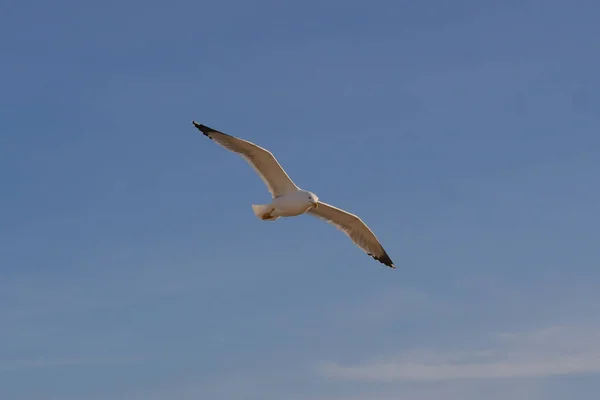 Seagull in blue sky, Italy, Campania, Naples — Stock Photo, Image