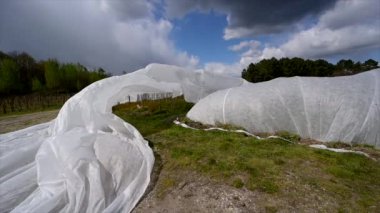 France, Gironde, April 2022, Fighting frost in the Bordeaux vineyards using geotextile fabric, The fight against the frost the French vineyard