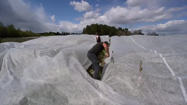 France, Gironde, April 2022, Fighting frost in the Bordeaux vineyards using geotextile fabric, The fight against the frost the French vineyard — Vídeo de Stock