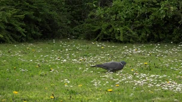 Pombo de madeira de pássaro alimenta-se no chão manhã ensolarada na primavera — Vídeo de Stock