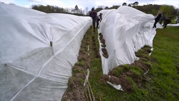 France, Gironde, April 2022, Fighting frost in the Bordeaux vineyards using geotextile fabric, The fight against the frost the French vineyard — стоковое видео