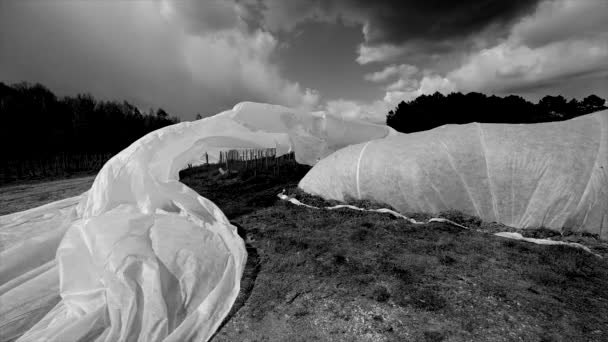 France, Gironde, April 2022, Fighting frost in the Bordeaux vineyards using geotextile fabric, The fight against the frost the French vineyard — стокове відео