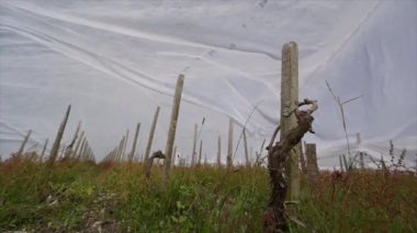 Fransa, Gironde, Nisan 2022 Bordeaux üzüm bağlarında jeotextile kumaş kullanarak donla savaşmak Fransız üzüm bağına karşı savaşmak.