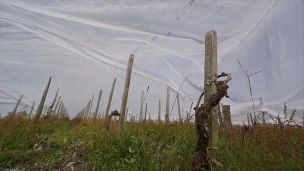 Франція, Жиронда, квітень 2022, Боротьба з морозом у виноградниках Бордо, використовуючи геотекстильну тканину, Боротьба проти морозу французький виноградник — стокове відео