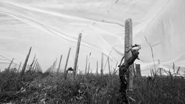 フランス,ジロンド, 2022年4月,ジオテキスタイル生地を使用してボルドーのブドウ畑で霜との戦い,フランスのブドウ畑の霜との戦い — ストック動画