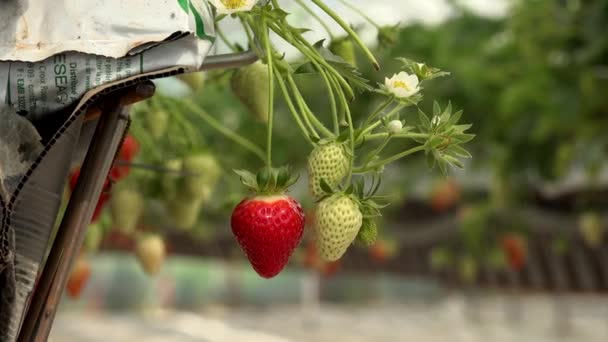 Strawberries growing under green houses in South West France — 비디오