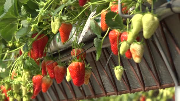 Strawberries growing under green houses in South West France — стоковое видео