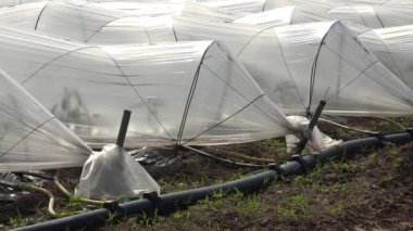 Hoses laid on the ground drip irrigation in the agricultural plastic film tunnel rows