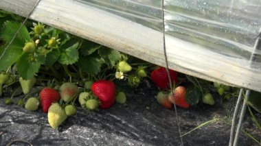 Çilek tarlasında çalışırken olgun kırmızı çilekle dolu bir kutu