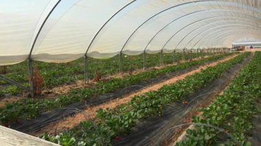 Çilek tarlasında çalışırken olgun kırmızı çilekle dolu bir kutu