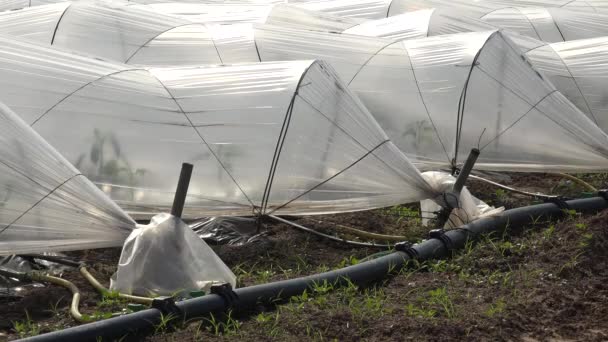 Mangueiras colocadas no solo irrigação por gotejamento nas fileiras de túneis de filme plástico agrícola — Vídeo de Stock