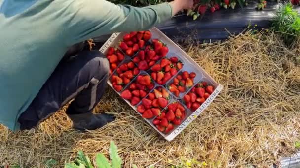 Francia, Gironda, maggio 2022: L'agricoltore raccoglie sul campo un raccolto di fragole rosse succose — Video Stock