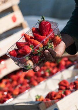 Fransa, Gironde, Mayıs 2022: Çilek tarlasında çalışırken olgun kırmızı çilekle dolu kutu