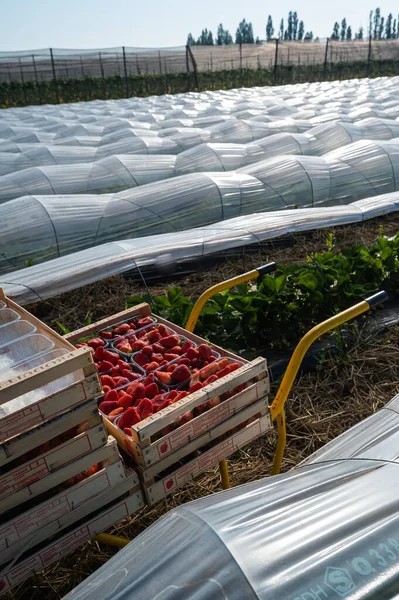 France, Gironde, May 2022: Box with ripe red strawberry while working on strawberry greenhouse field — Stockfoto