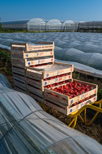France, Gironde, May 2022: Box with ripe red strawberry while working on strawberry greenhouse field — стоковое фото