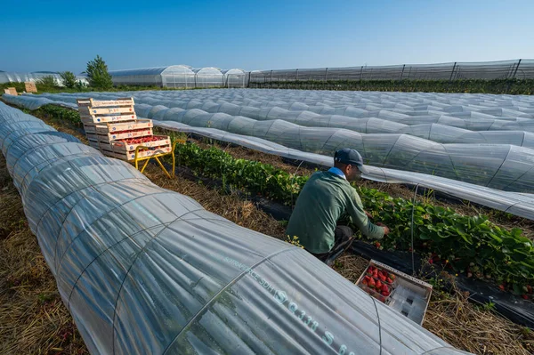 France, Gironde, May 2022：Box with ripe red strawberry while working on strawberry greenhouse field — 图库照片