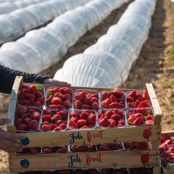 Francie, Gironde, květen 2022: Krabice se zralou červenou jahodou při práci na jahodovém skleníkovém poli — Stock fotografie