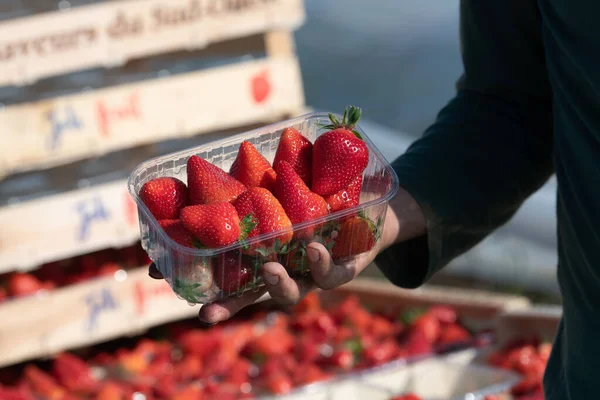 France, Gironde, May 2022: Box with ripe red strawberry while working on strawberry greenhouse field — Foto de Stock