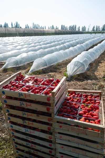 France, Gironde, May 2022: Box with ripe red strawberry while working on strawberry greenhouse field — Stockfoto