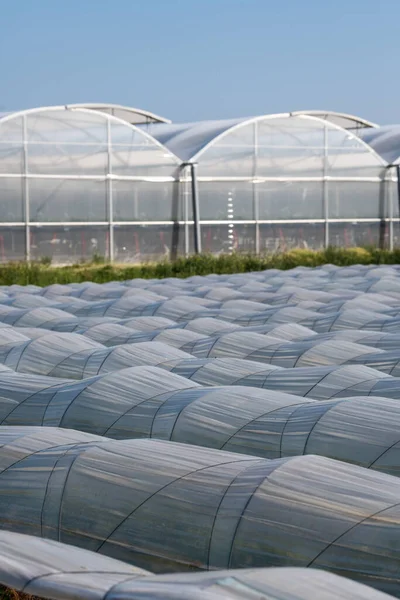 Farm plantation covered under agricultural plastic film tunnel rows, Create a greenhouse effect, Growing food, protecting plants from frost and wind. — Stockfoto