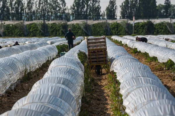 France, Gironde, May 2022: Box with ripe red strawberry while working on strawberry greenhouse field — Stockfoto