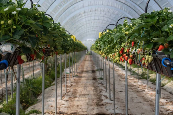 France, Gironde, May 2022: Strawberries growing under green houses in South West France — стоковое фото