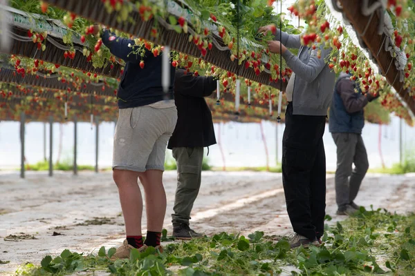Prancis, Gironde, Mei 2022: Strawberry yang tumbuh di bawah rumah-rumah hijau di Prancis Barat Daya — Stok Foto