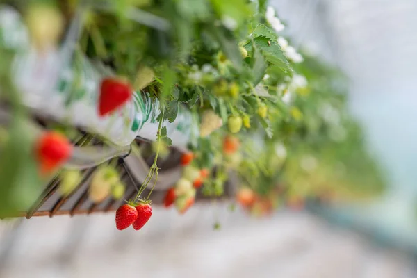 France, Gironde, May 2022: Strawberries growing under green houses in South West France — Foto de Stock