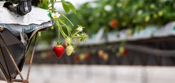 France, Gironde, May 2022: Strawberries growing under green houses in South West France — Stockfoto