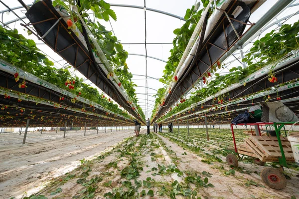 France, Gironde, May 2022: Strawberries growing under green houses in South West France — Stockfoto