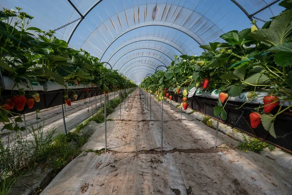 France, Gironde, May 2022: Strawberries growing under green houses in South West France — стоковое фото