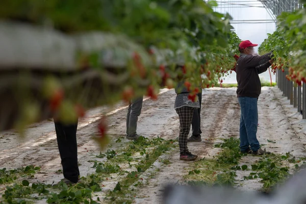 Francie, Gironde, květen 2022: Jahody pěstované pod zelenými domy v jihozápadní Francii — Stock fotografie