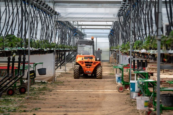 France, Gironde, May 2022：Strawberries growing under green houses in South West France — 图库照片