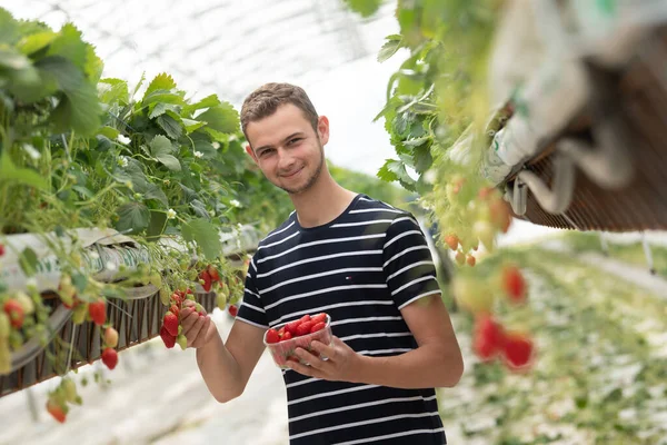 Francie, Gironde, květen 2022: Farmář sbírá na poli úrodu červených šťavnatých jahod — Stock fotografie