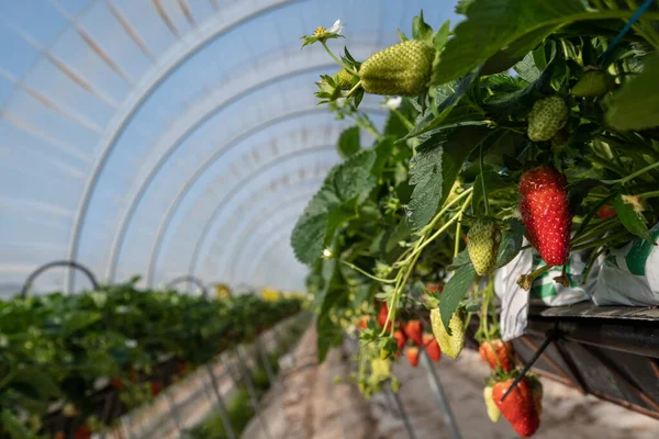 France, Gironde, May 2022: Strawberries growing under green houses in South West France — Stockfoto