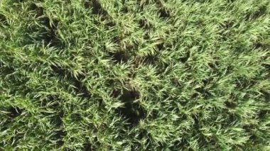 İnsansız hava aracı ile ada şeker kamışı tarlası manzarası. Yüksek kalite 4k görüntü