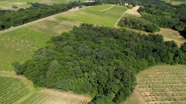 Luchtfoto Bordeaux Wijngaard Zomer Landschap Wijngaard Hoge Kwaliteit Beeldmateriaal — Stockvideo