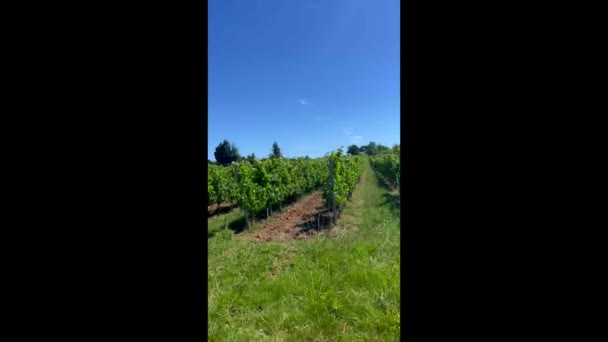 Vista Vertical Del Viñedo Burdeos Verano Viñedo Paisaje Imágenes Alta — Vídeo de stock