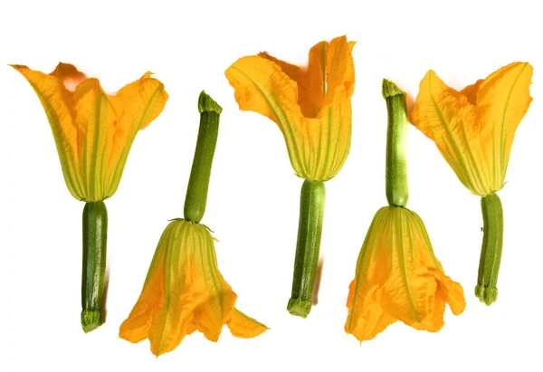 Zucchini Flowers White Background High Quality Photo — Zdjęcie stockowe