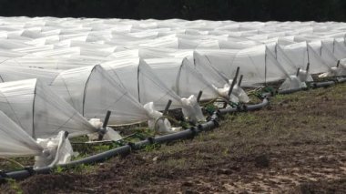 Hortumlar zirai plastik tünel sıralarında yere damlalar serpiştirildi. Yüksek kalite 4k görüntü