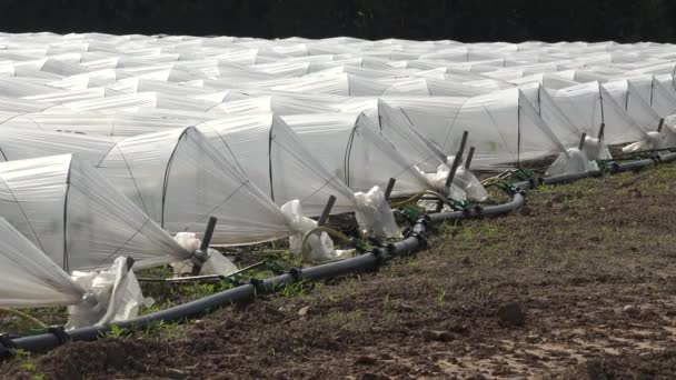 Hoses Laid Ground Drip Irrigation Agricultural Plastic Film Tunnel Rows — Stock Video