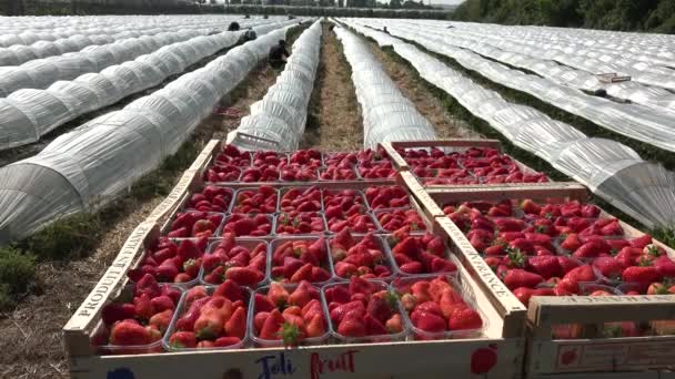 Γαλλία Gironde Μάιος 2022 Κουτί Ώριμη Κόκκινη Φράουλα Κατά Την — Αρχείο Βίντεο