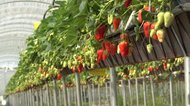 Frankrijk Gironde Mei 2022 Aardbeien Kweken Onder Kassen Zuidwest Frankrijk — Stockvideo