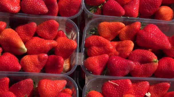 Fresh Delicious Ripe Red Strawberries Plastic Trays Sale High Quality — Stockvideo